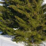 Black Spruce Essential Oil: Benefits for Mind, Emotions, and Nervous System