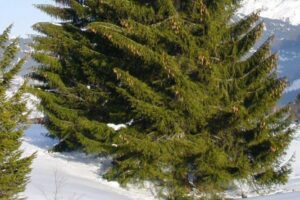 Black Spruce Essential Oil: Benefits for Mind, Emotions, and Nervous System