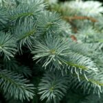 Blue Spruce Essential Oil Benefits for Mind, Emotions, and Nervous System