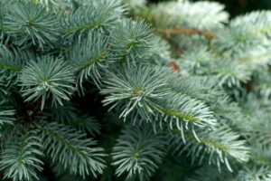 Blue Spruce Essential Oil Benefits for Mind, Emotions, and Nervous System