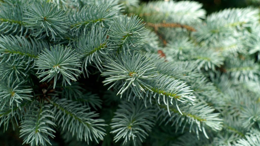 Blue Spruce Essential Oil: Benefits for Mind, Emotions, and Nervous ...