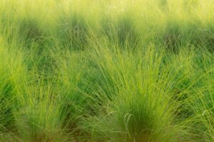 Emotional influence of Vetiver essential oil and affirmations