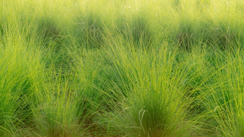 Emotional influence of Vetiver essential oil and affirmations