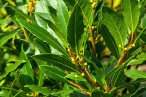 Laurus Nobilis essential oil