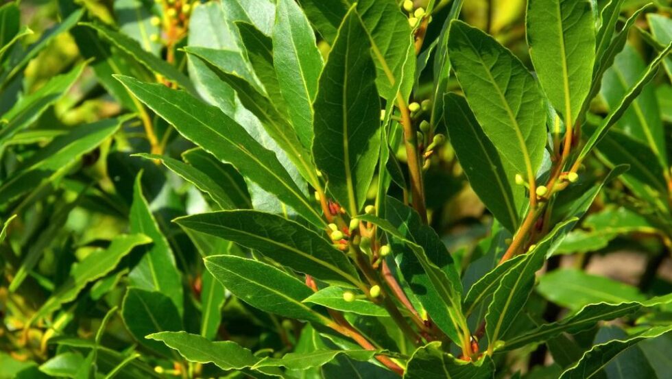 Laurus Nobilis essential oil