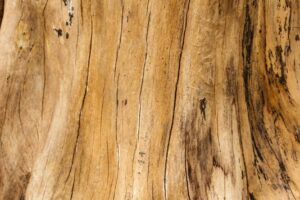 Sacred Sandalwood Essential Oil Benefits for Mind, Emotions, and Nervous System